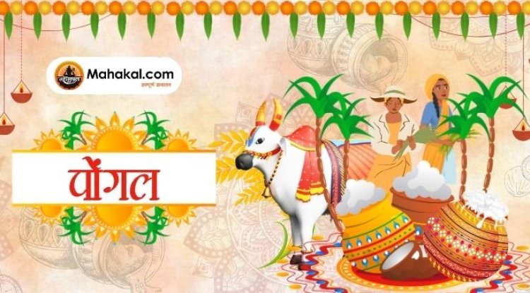 Pongal 2024: चार दिवसीय पर्व की पूरी जानकारी - महत्व, परंपराएं और विधि