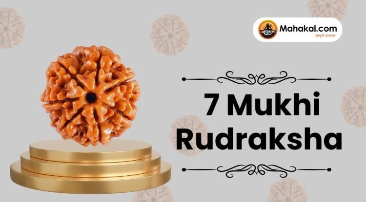 7 Mukhi Rudraksha for Wealth & Balance