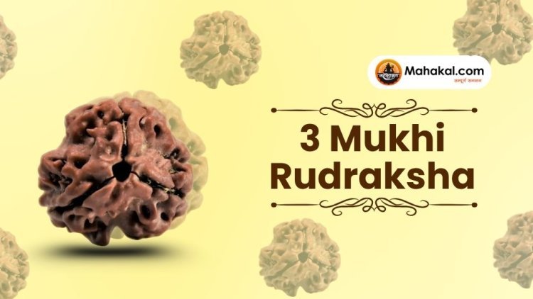3 Mukhi Rudraksha: Who Should Wear & Why