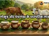 गोमूत्र और पंचगव्य के पारंपरिक लाभ