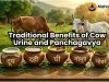Traditional Benefits of Gomutra and Panchagavya