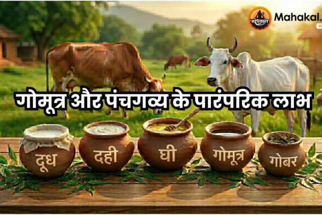गोमूत्र और पंचगव्य के पारंपरिक लाभ