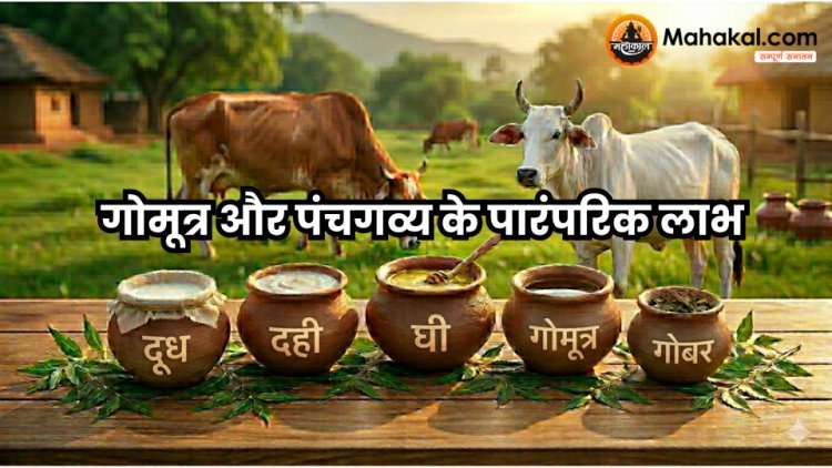 गोमूत्र और पंचगव्य के पारंपरिक लाभ