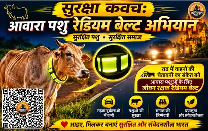 shine-for-safety-reflective-collar-campaign-for-stray-animals-xsSqxt